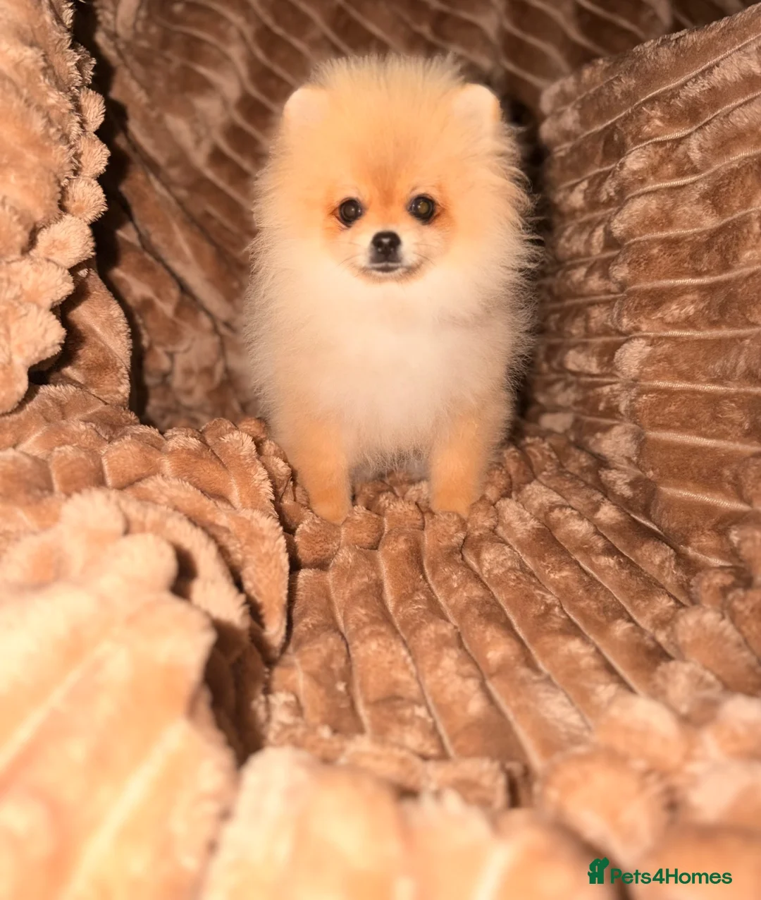 Pomeranian dogs for sale: KC REG  **  POMERANIAN PUPPIES AVAILABLE 💙💙💖 in Stockton-on-Tees - Advert 2