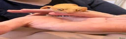 Leopard Gecko reptiles for sale: Leopard gecko  - Advert 2