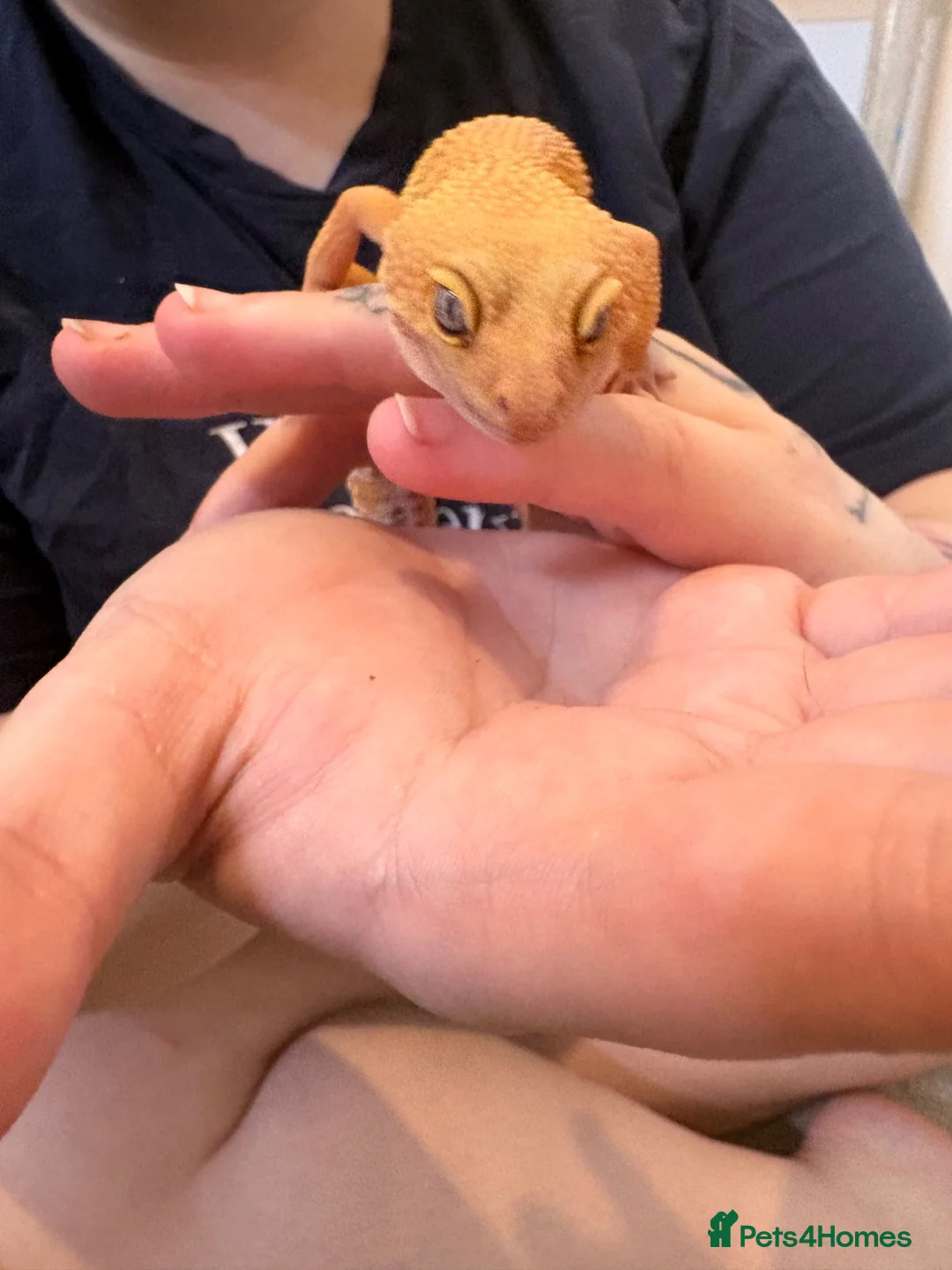 Leopard Gecko reptiles for sale: Leopard gecko  - Advert 2