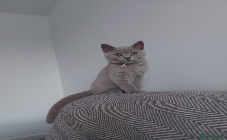 British Shorthair cats - Advert 12
