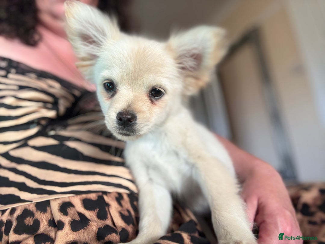 Pomchi dogs for sale: Emma Evans  - Image 9