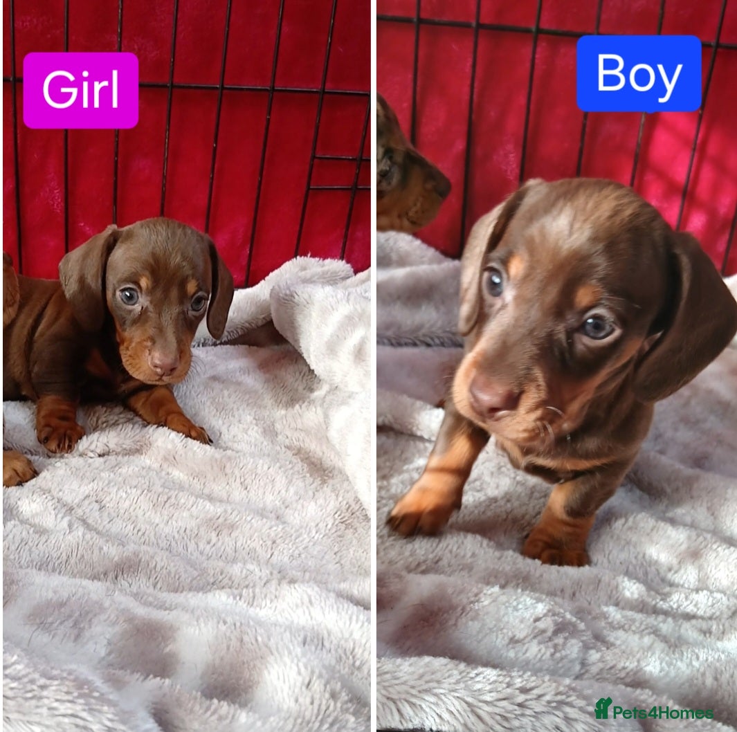 Miniature Dachshund dogs 😍 😍LAST/TWO PUPPIES LEFT/CHOC/TANS 😍 😍 - Advert 3