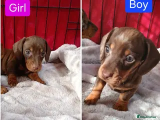 Miniature Dachshund dogs 😍 😍LAST/TWO PUPPIES LEFT/CHOC/TANS 😍 😍 - Advert 11