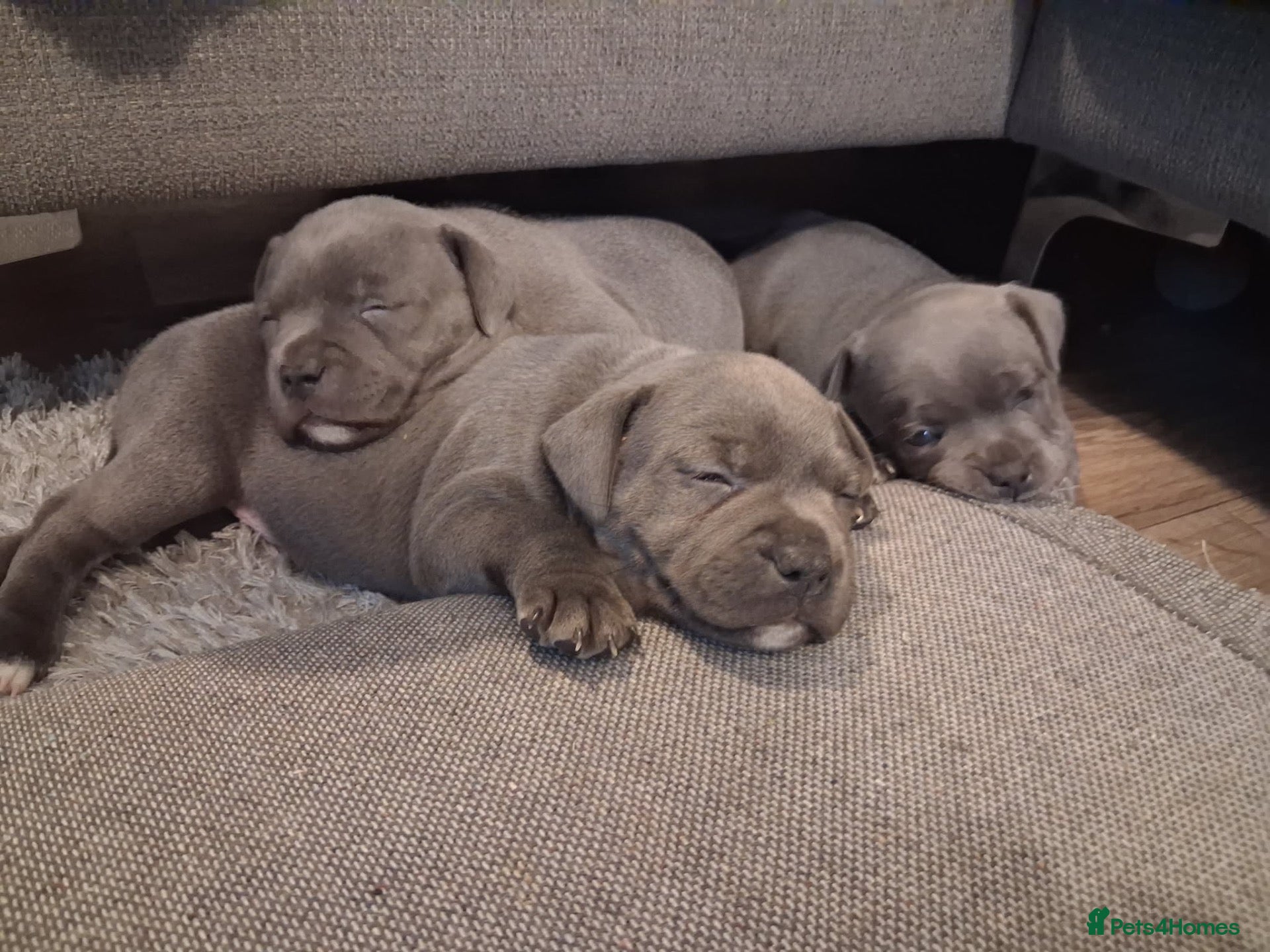 Staffordshire Bull Terrier dogs 3 beautiful blue Staffordshire terrier pups - Advert 10