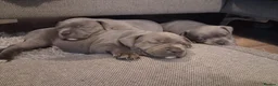 Staffordshire Bull Terrier dogs for sale: 3 beautiful blue Staffordshire terrier pups in Spalding - Advert 1
