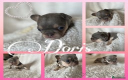 French Bulldog dogs for sale: 7 Stunning Babies ❤️💙 - Image 5