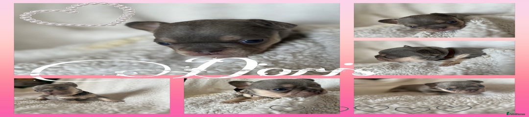 French Bulldog Puppy 6