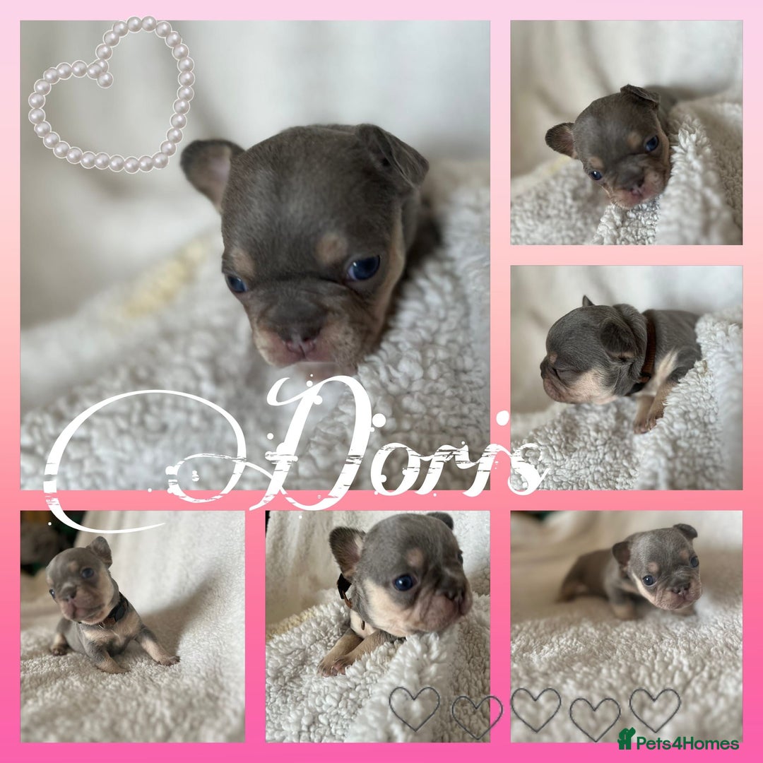 French Bulldog dogs for sale: 7 Stunning Babies ❤️💙 - Image 5