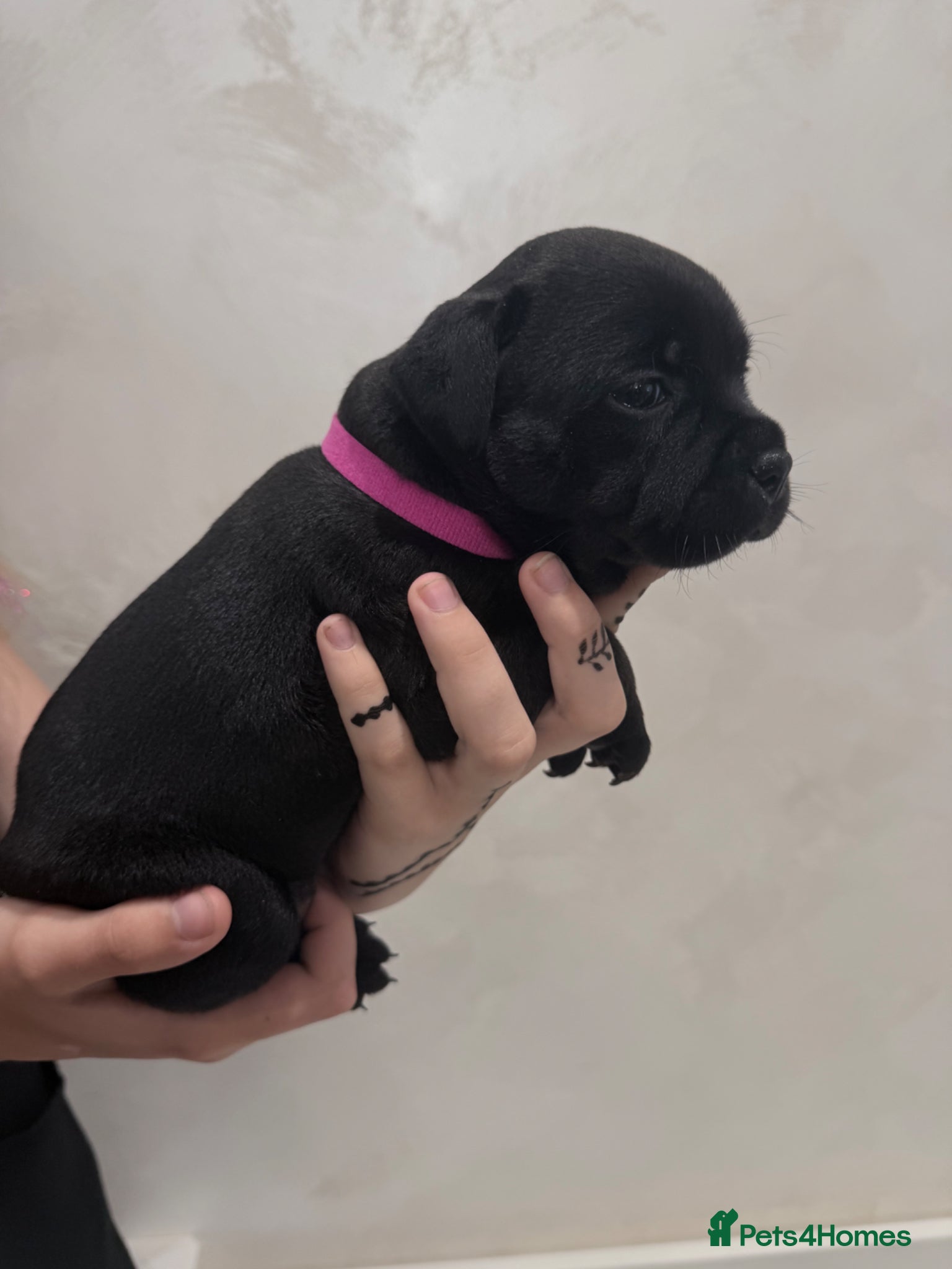 Staffordshire Bull Terrier dogs True To size Bullscaff bloodline black pupies - Advert 1