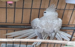 Cockatiels birds for sale: Beautiful Aviary bred baby Cockatiels  - Image 2