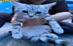 Domestic Shorthair cats for sale: ONLY ONE LEFT 4 gorgeous kittens ready to go - Image 5