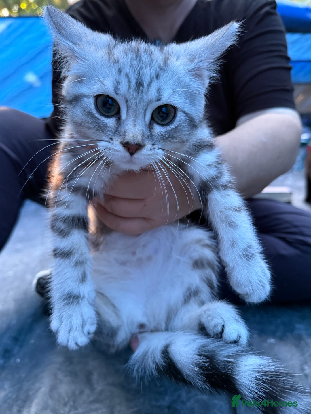 Domestic Shorthair cats for sale: ONLY ONE LEFT 4 gorgeous kittens ready to go - Image 5