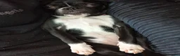 French Bulldog dogs for sale: Female french bulldog 10 months old - Advert 3