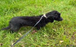 Mixed Breed dogs for adoption: Tiffany * Daxipoo * 240992 - Image 3