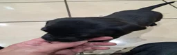 Labrador Retriever dogs for sale: Black male Labrador puppies for sale in Tadcaster - Advert 7