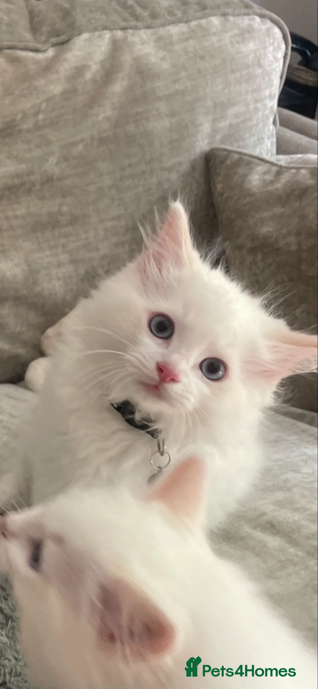 Ragdoll cats for stud: Seal Lynx Ragdoll Stud TICA in Colchester - Advert 7