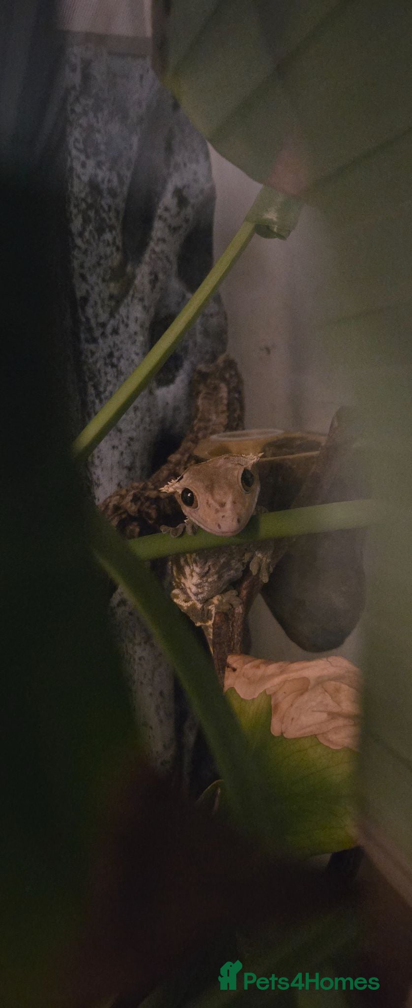 Gecko reptiles Crested Gecko and Set up - Advert 1