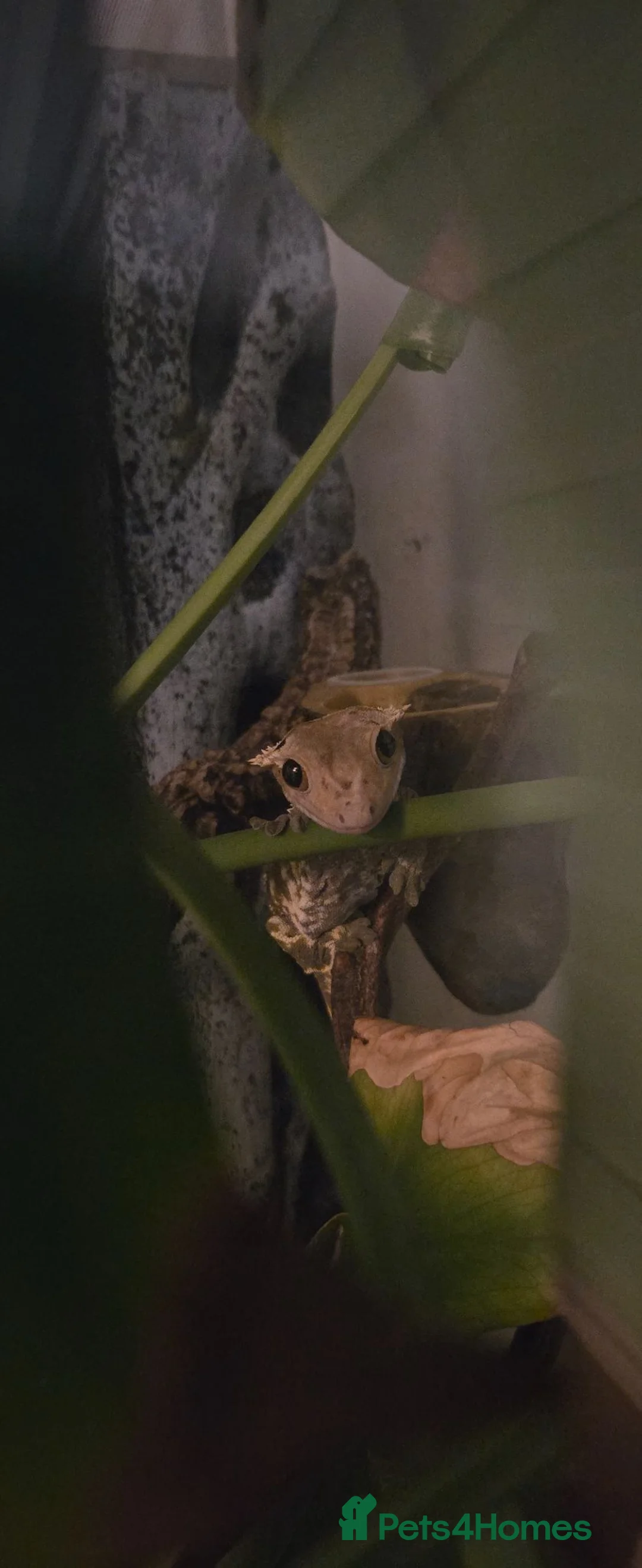 Gecko reptiles for sale: Crested Gecko and Set up in Newark - Advert 1