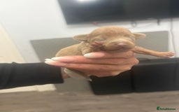 Mixed Breed dogs for sale: Xxx TINY dachshund x chihuahua puppies xxx - Image 23