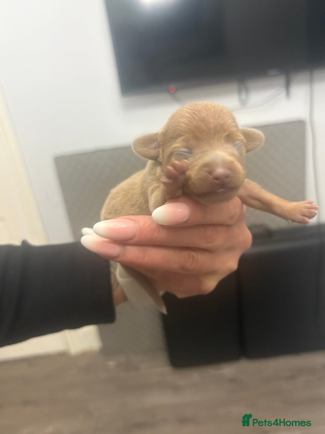 Mixed Breed dogs for sale: Xxx TINY dachshund x chihuahua puppies xxx - Image 23