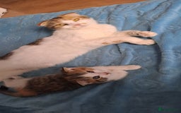 Mixed Breed cats for sale: Female - Image 1