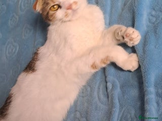 Mixed Breed cats - Advert 21