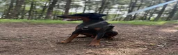 Dobermann dogs for sale: Judge - Advert 14