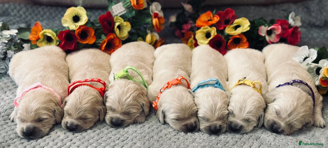 Golden Retriever dogs for sale: Fully health tested clear golden retriever puppies - Image 17