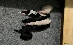 Shih Tzu dogs for sale: Shih Tzu Puppies (standard) - Image 16