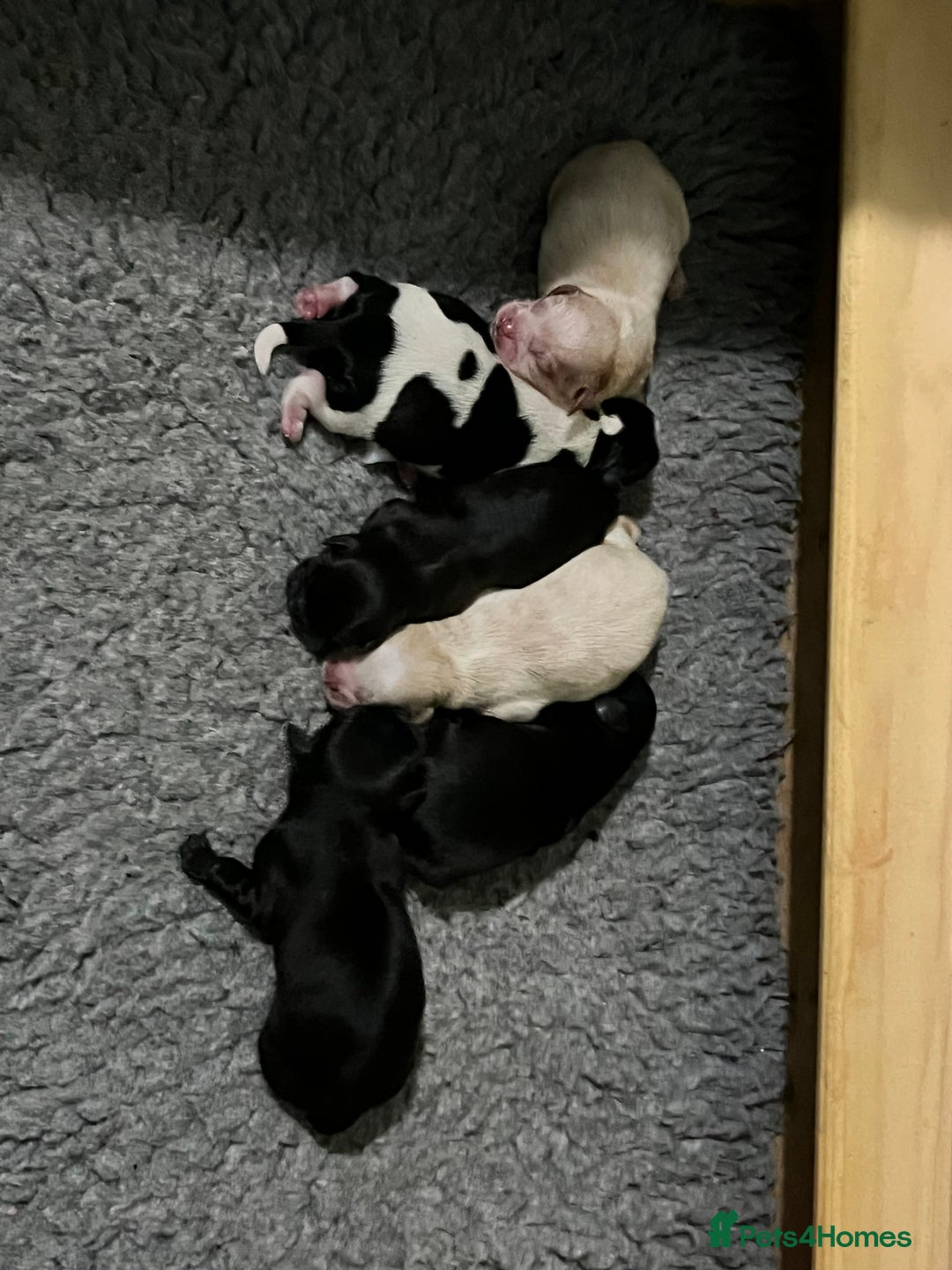 Shih Tzu dogs for sale: Shih Tzu Puppies (standard) - Image 16