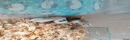 Rat rodents for sale: Baby hooded rats - Advert 8
