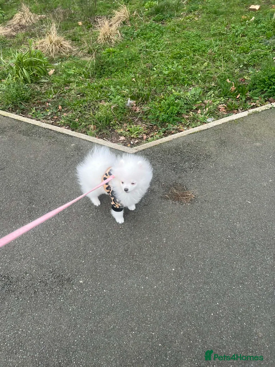 Pomeranian dogs for sale: Pomarian✅ - Advert 11