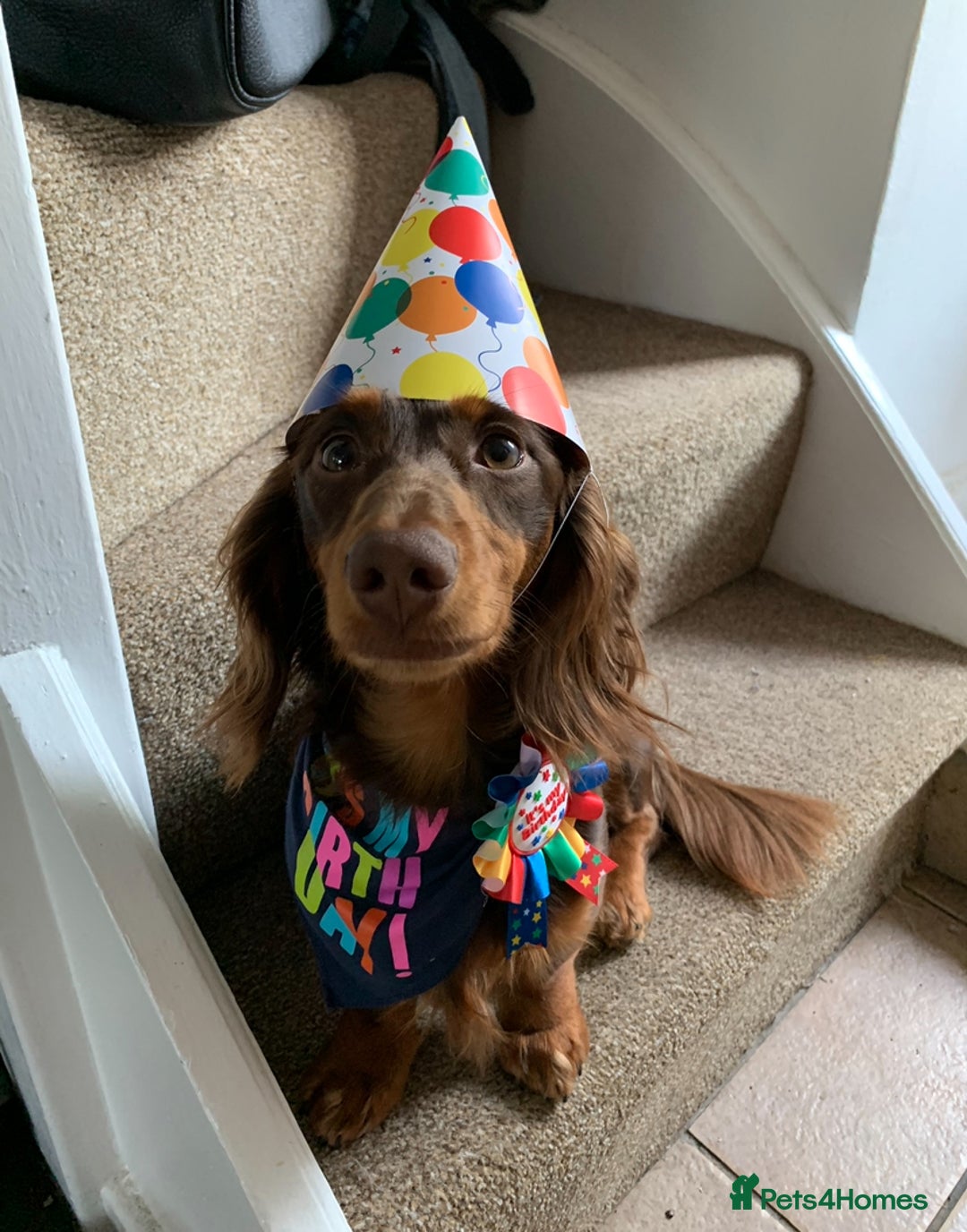 Miniature Dachshund dogs for stud: Rolo the long haired dachshund  in Pentre - Image 7