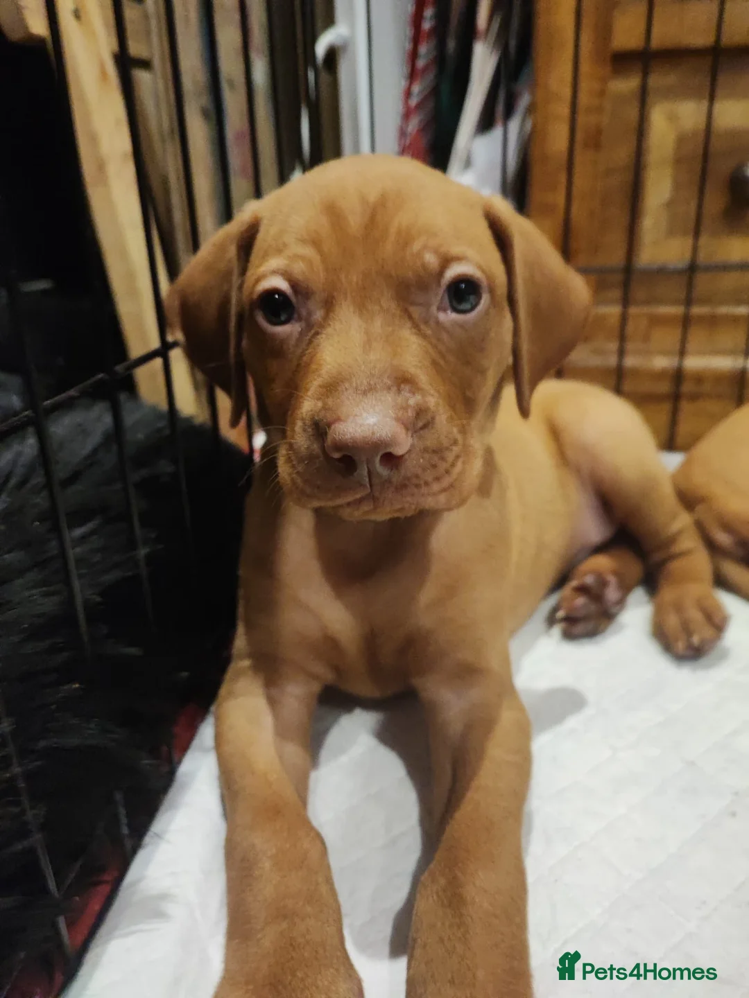Hungarian Vizsla dogs for sale: Hungarian Vizsla - Advert 2
