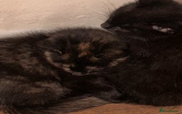 Mixed Breed cats for sale: 2 kittens for new home  - Image 3
