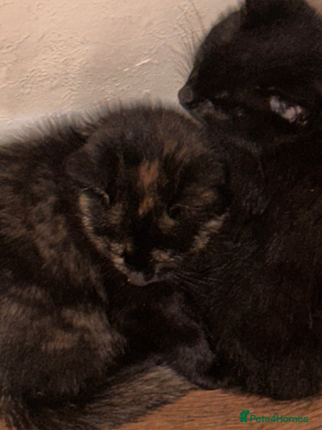 Mixed Breed cats for sale: 2 kittens for new home  - Image 3