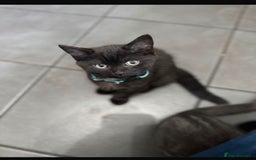 British Shorthair cats for sale: Half Breed British Short Hair Kittens  - Image 7