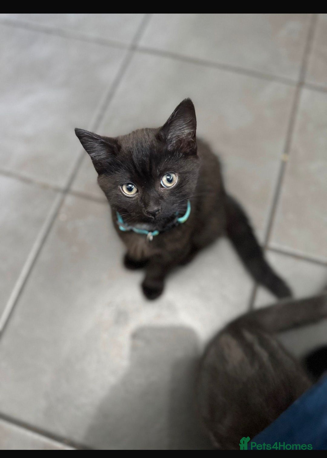 British Shorthair cats for sale: Half Breed British Short Hair Kittens  - Image 7