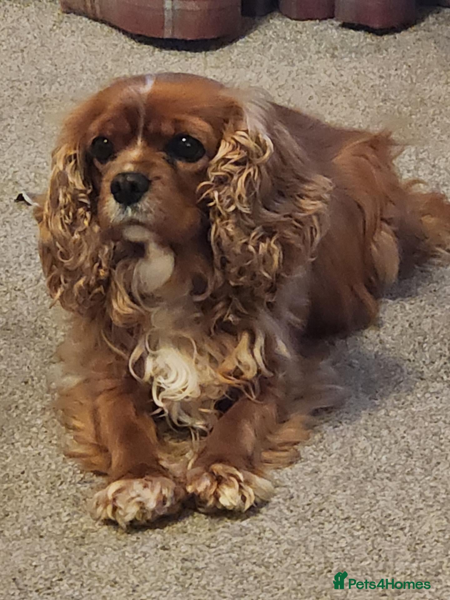Cavalier King Charles Spaniel dogs Cavalier king charles  - Advert 3