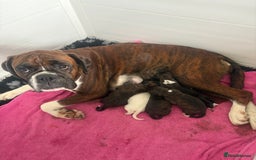 Boxer dogs for sale: Boxer Puppies form Top Winning Show Kennel - Image 7