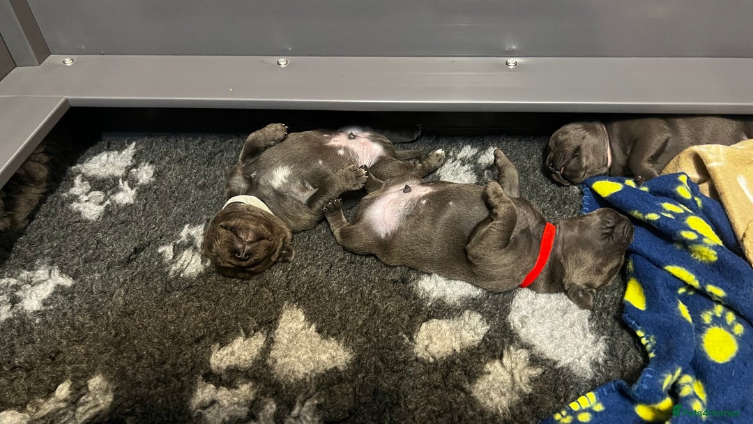 Staffordshire Bull Terrier dogs for sale: Blue Staffordshire Bull Terrier KC Registered  - Advert 10