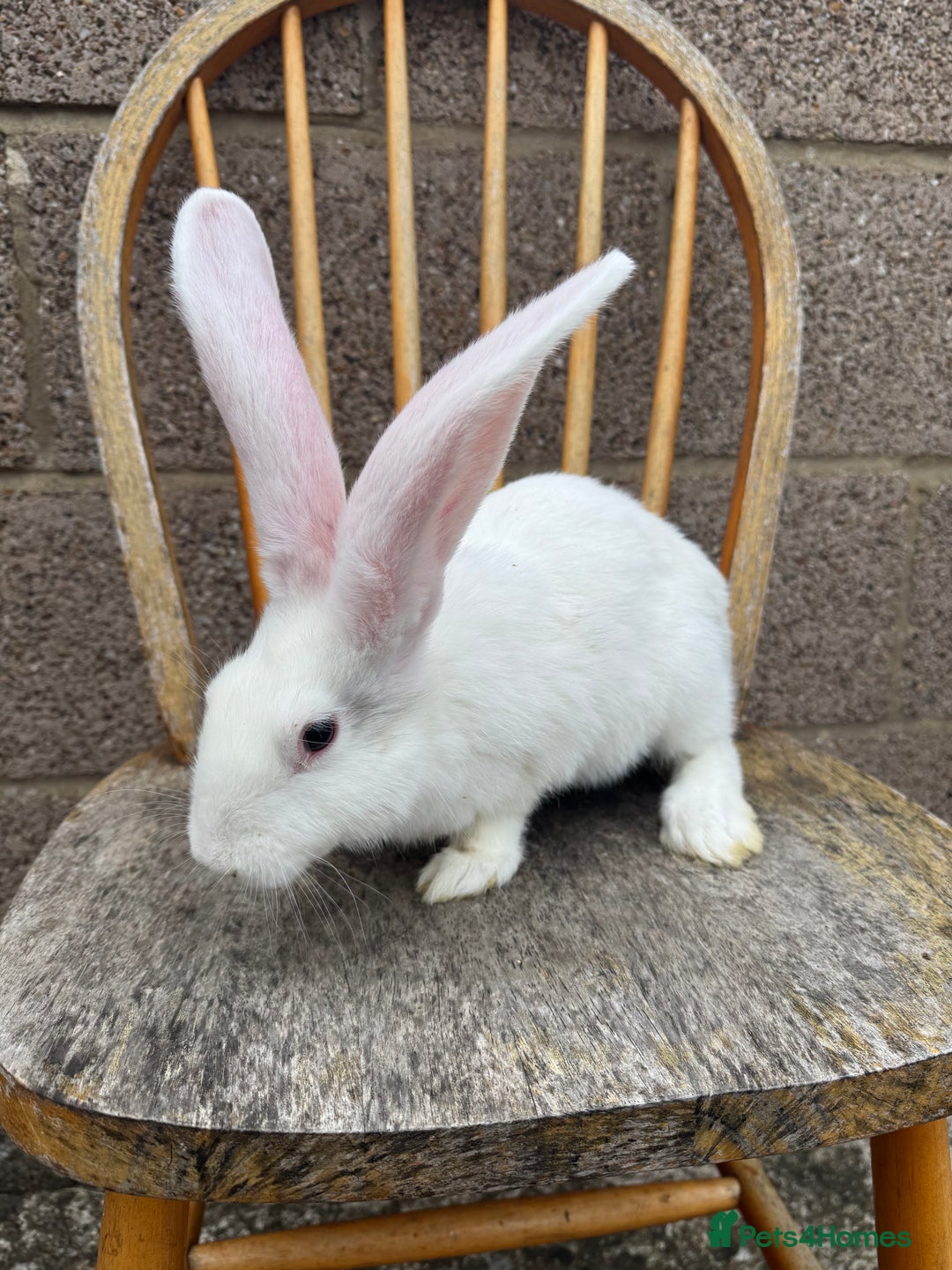 Continental Giant rabbits for sale: Pure breed continental giant female  - Image 6