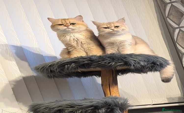 British Shorthair cats - Advert 2