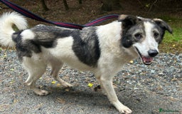 Mixed Breed dogs for adoption: Matteo - Norwich Norfolk  - Image 18