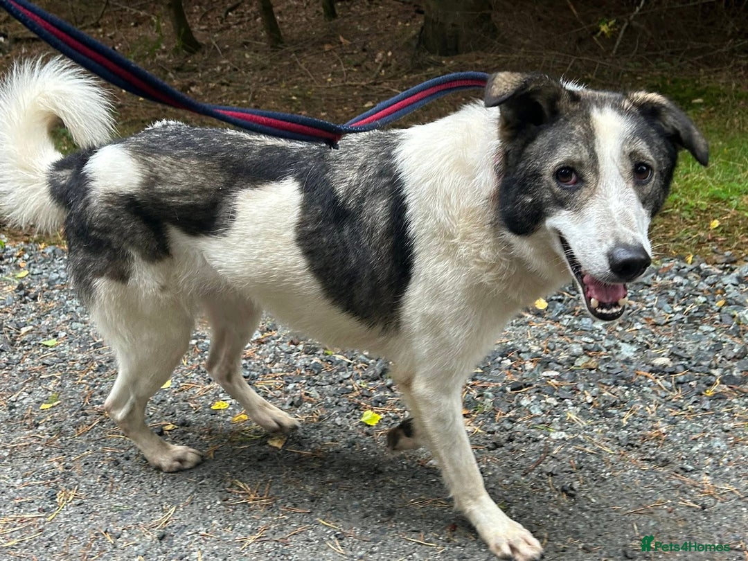 Mixed Breed dogs for adoption: Matteo - Norwich Norfolk  - Image 18