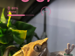 Gecko reptiles Female Created Gecko with Full Setup - Advert 1