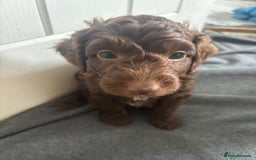 Cockapoo dogs for sale: Cockapoo puppies F1b - Image 19