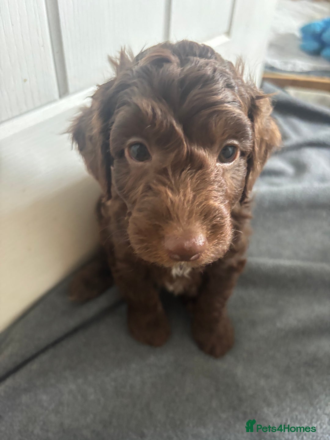Cockapoo dogs for sale: Cockapoo puppies F1b - Image 19