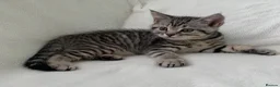 British Shorthair cats for sale: Beautiful silver spotted  tabbies - Advert 7