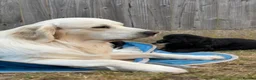 Golden Shepherd dogs for sale: ⭐ Golden Shepherd Puppies | ENS & ESI Raised ⭐ - Advert 3